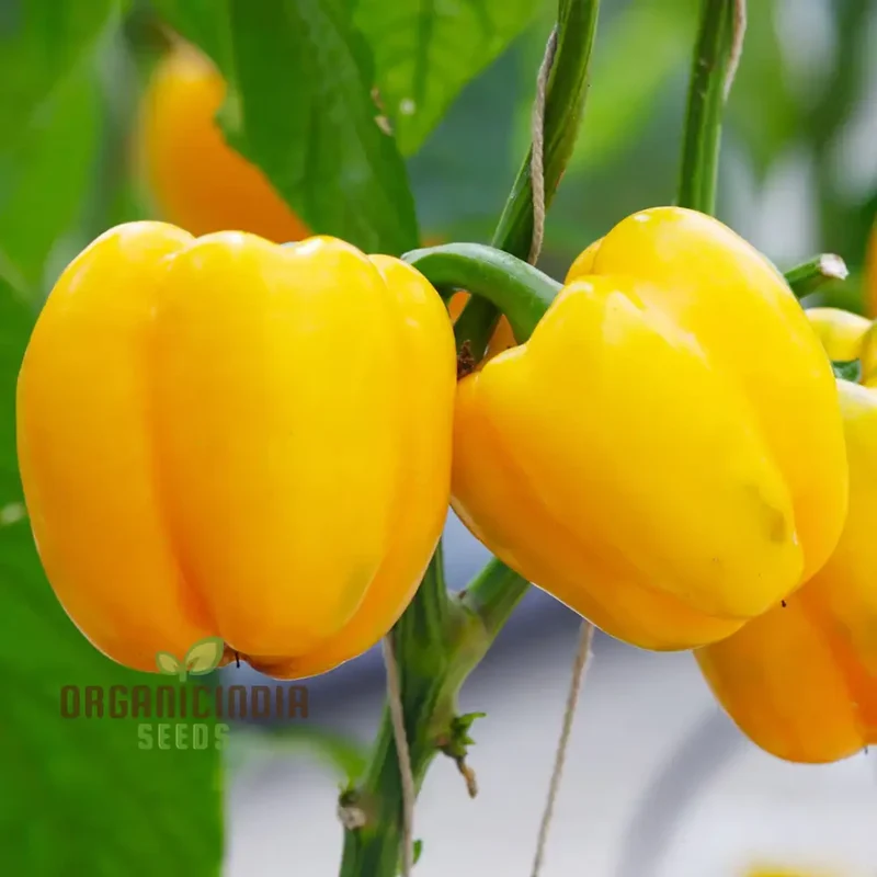 Organic Red Shimla Mirchi Seed & Yellow Capsicum Seed Pack - 50 Seeds for Gardening | Premium Quality Seeds