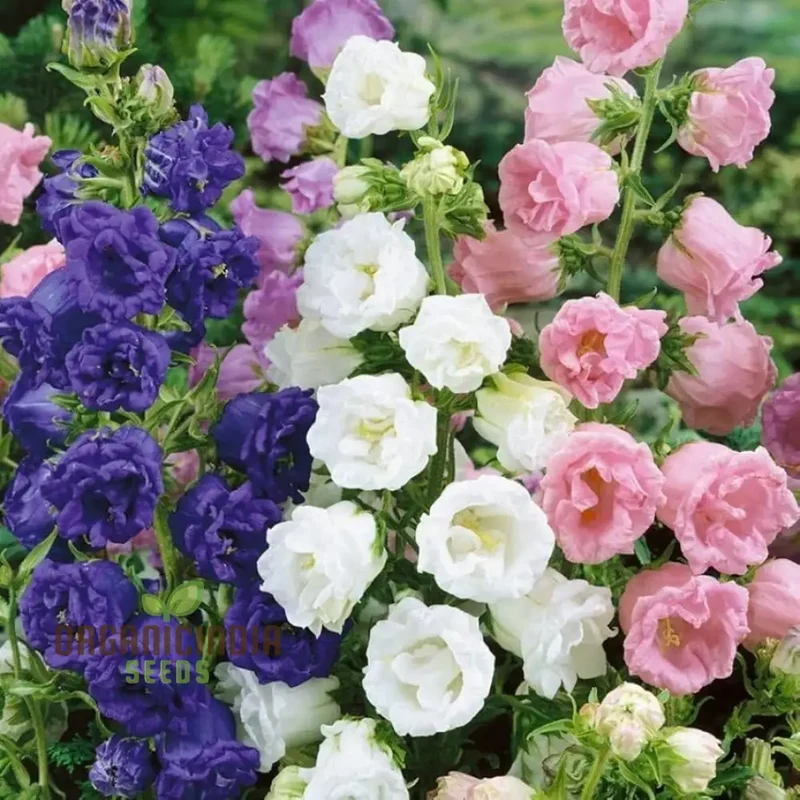 Campanula Seeds (Canterbury Bells Cup and Saucer Mix) - Colorful Tall Blooms for Gardens