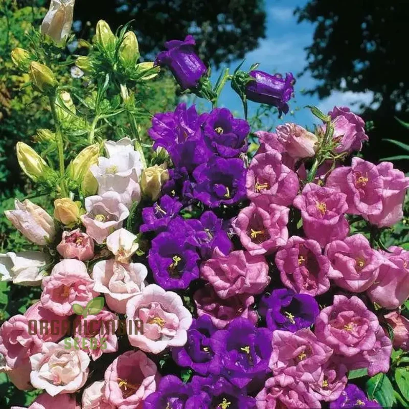 Campanula Seeds (Canterbury Bells Cup and Saucer Mix) - Colorful Tall Blooms for Gardens