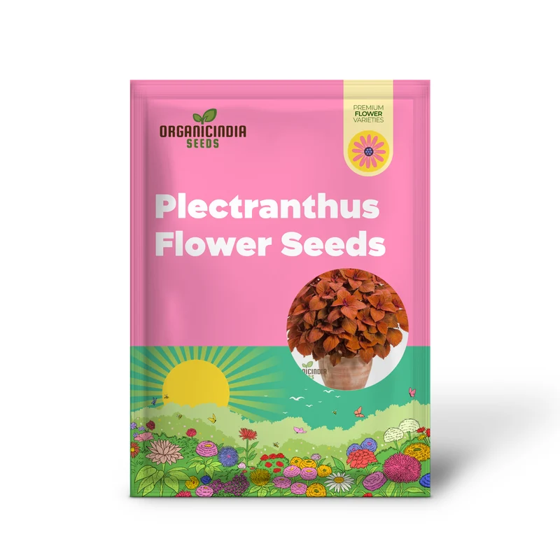 Coleus Seeds (Colorful Plectranthus Coleus Seeds) - Vibrant Foliage for Gardens & Containers