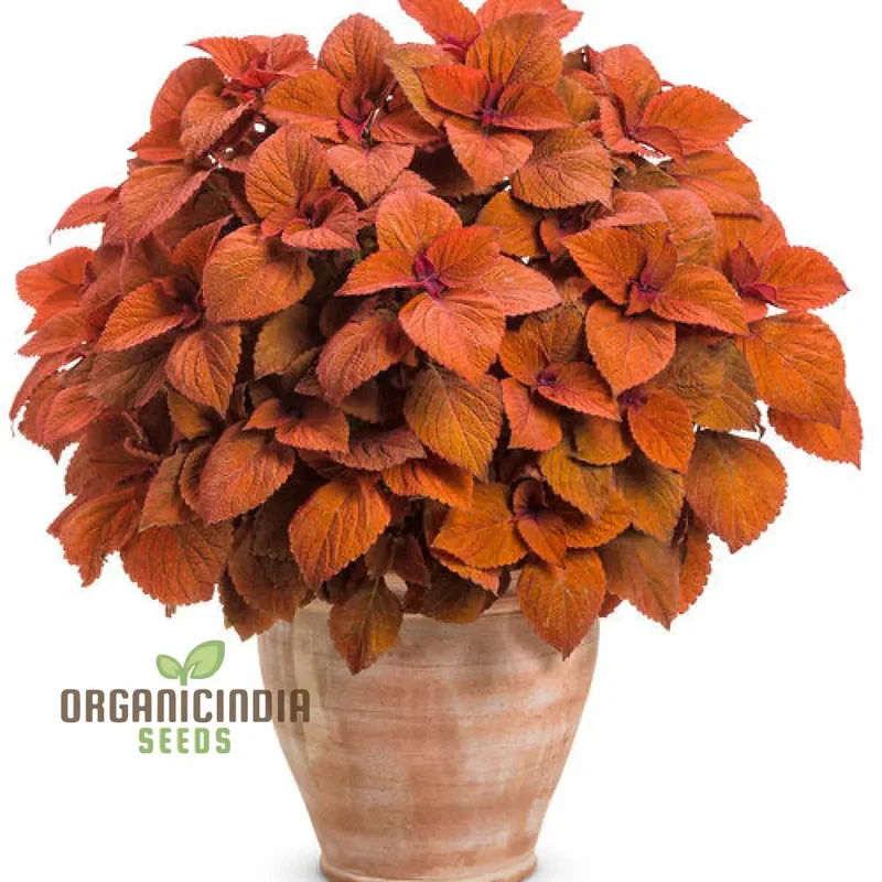 Coleus Seeds (Colorful Plectranthus Coleus Seeds) - Vibrant Foliage for Gardens & Containers