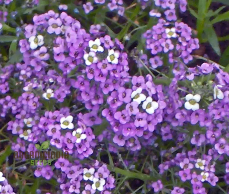 Alyssum Flower F1 Seeds, for Gardening Enthusiasts, Premium Quality Seeds for Vibrant Gardens, Perfect for Home Gardening and Outdoor Spaces
