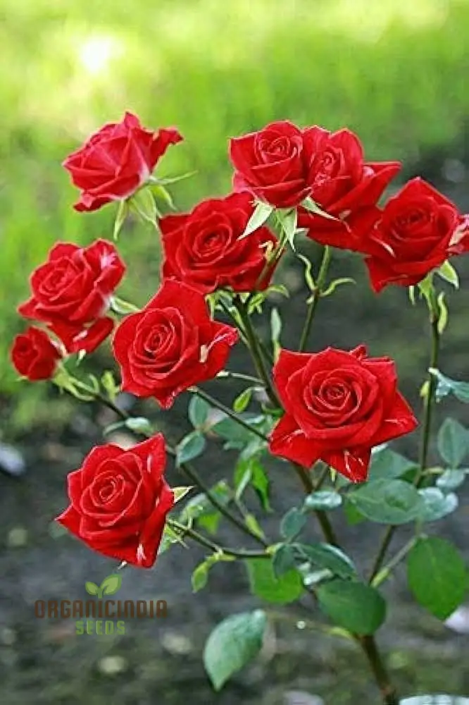 Kashmir Dark Red Rose Flower Seeds, Expert Planting and Gardening Guide for Stunning Blooms