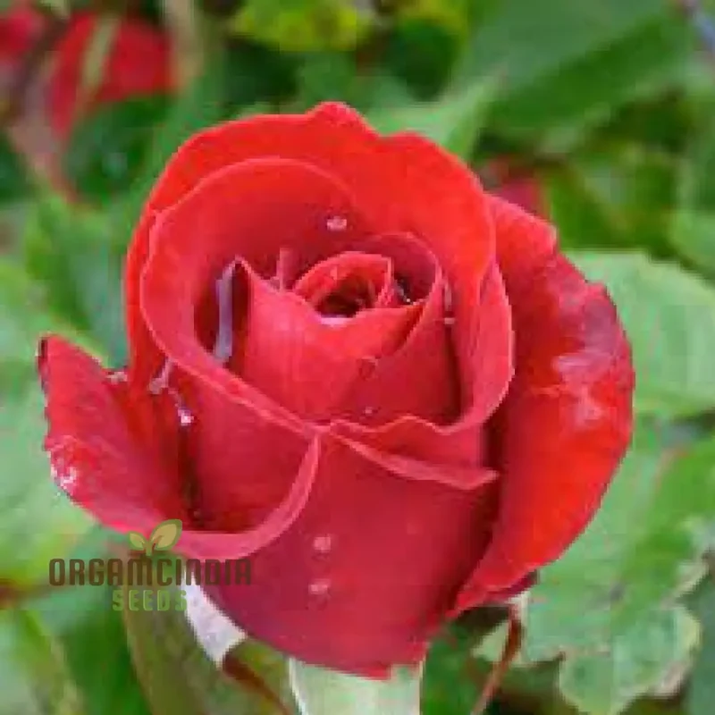 Kashmir Dark Red Rose Flower Seeds, Expert Planting and Gardening Guide for Stunning Blooms