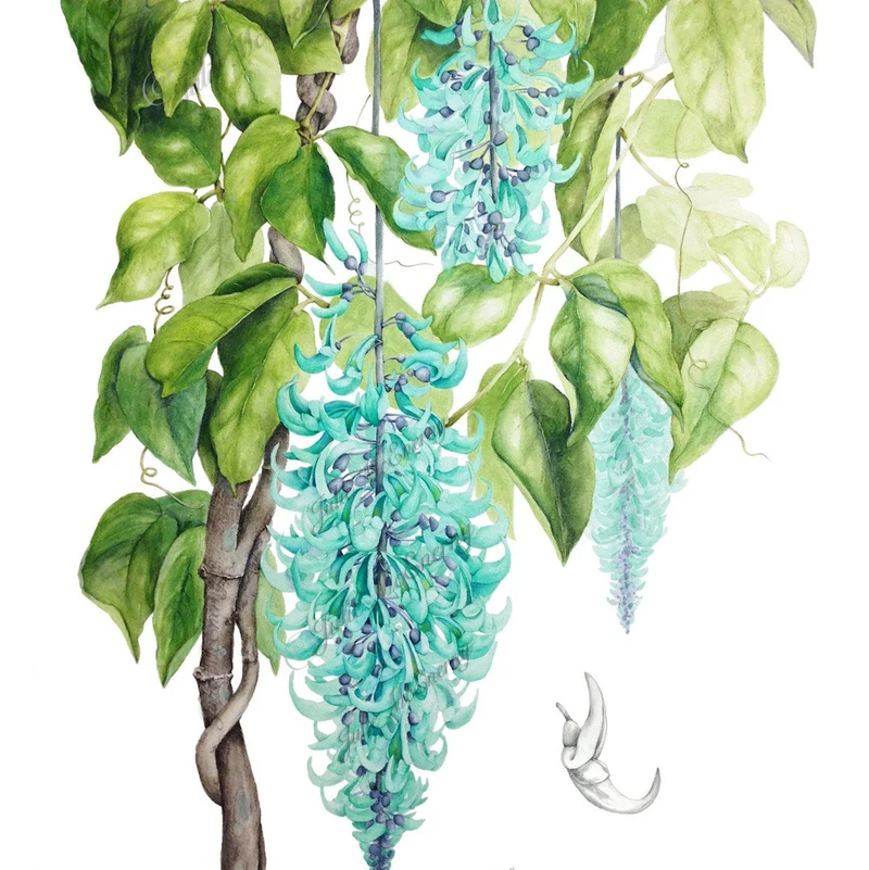 Jade Vine Flower Seeds Aqua Colored Blooms, Planting Guide Included, Rare Seeds for Garden Enthusiasts