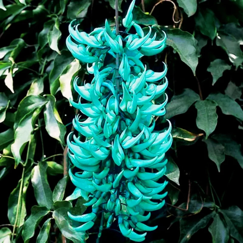 Jade Vine Flower Seeds Aqua Colored Blooms, Planting Guide Included, Rare Seeds for Garden Enthusiasts