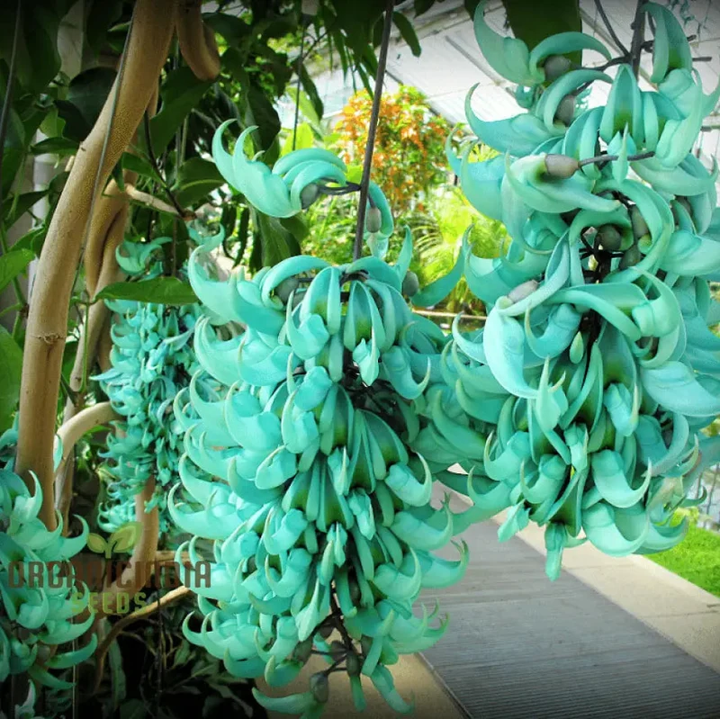 Jade Vine Flower Seeds Aqua Colored Blooms, Planting Guide Included, Rare Seeds for Garden Enthusiasts