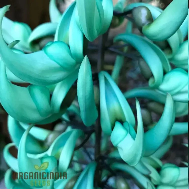 Jade Vine Flower Seeds Aqua Colored Blooms, Planting Guide Included, Rare Seeds for Garden Enthusiasts