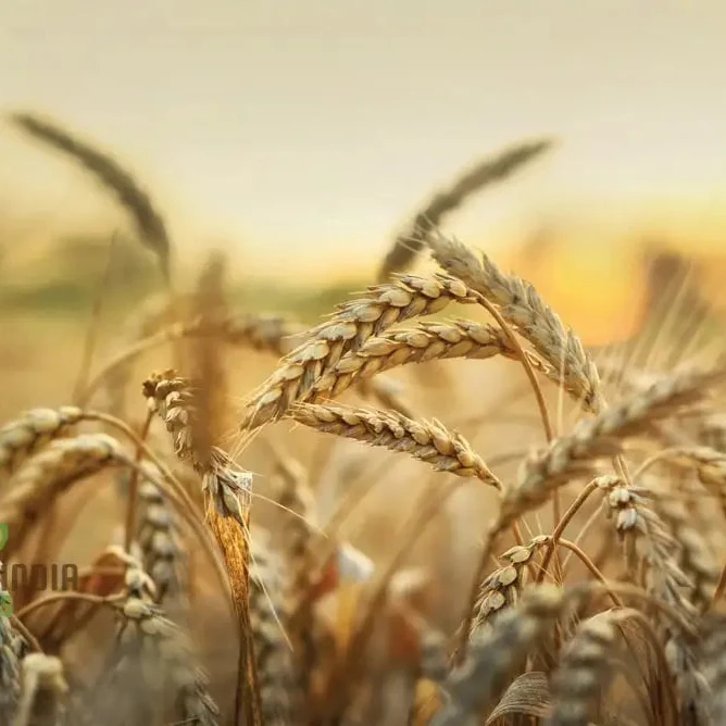 Israel Wheat Grass Seeds, High Yield Seeds for Optimal Planting and Gardening Success