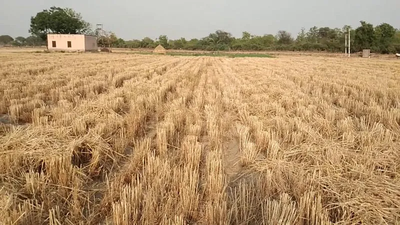 Israel Wheat Grass Seeds, High Yield Seeds for Optimal Planting and Gardening Success