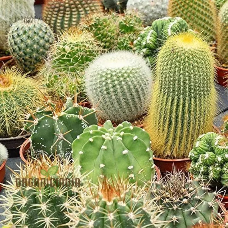 Cactus Mix Cacti Seeds for Planting, Perfect for Succulent Gardening, Ideal for Cactaceae Plant Group Enthusiasts