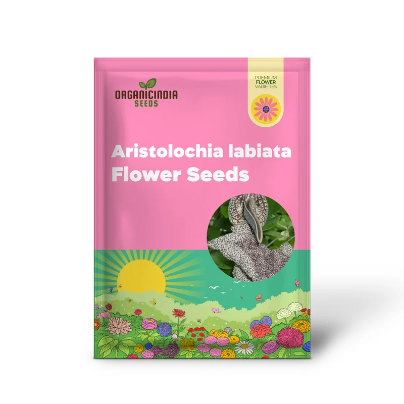 Dutchman's Pipe Vine Seeds (Aristolochia labiata Seeds) - Exotic Climbing Blooms for Stunning Gardens