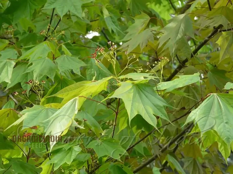 Caucasian Maple Tree Seeds for Planting - Premium Quality Seeds for Lush Garden Growth