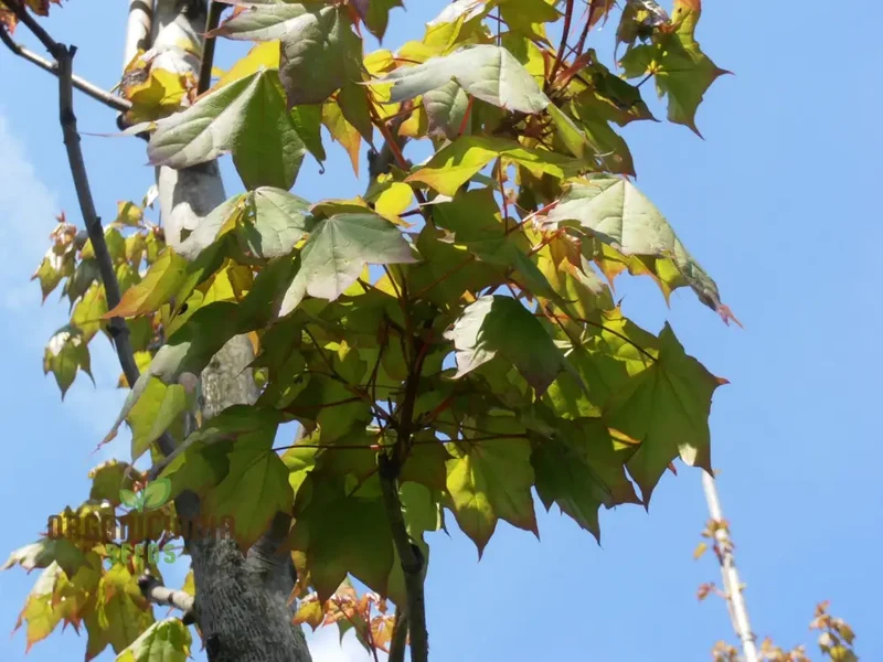Caucasian Maple Tree Seeds for Planting - Premium Quality Seeds for Lush Garden Growth
