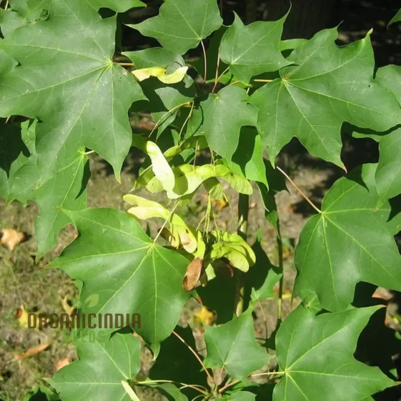 Caucasian Maple Tree Seeds for Planting - Premium Quality Seeds for Lush Garden Growth