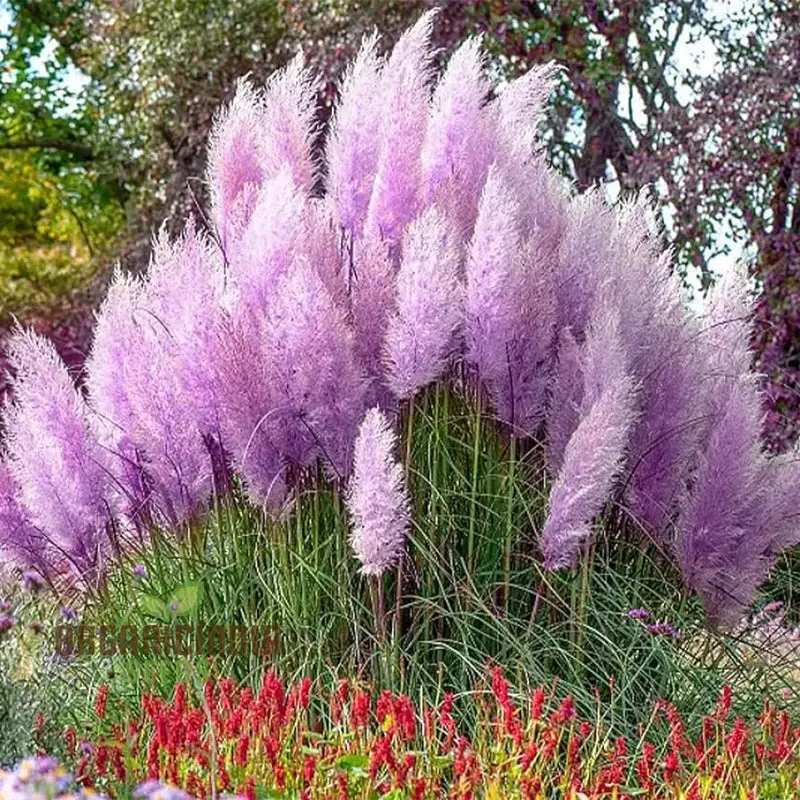 Purple Pampas Grass Seeds for Planting, Ultimate Guide for Growing Stunning Pampas Grass in Your Garden