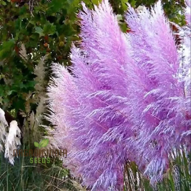 Purple Pampas Grass Seeds for Planting, Ultimate Guide for Growing Stunning Pampas Grass in Your Garden