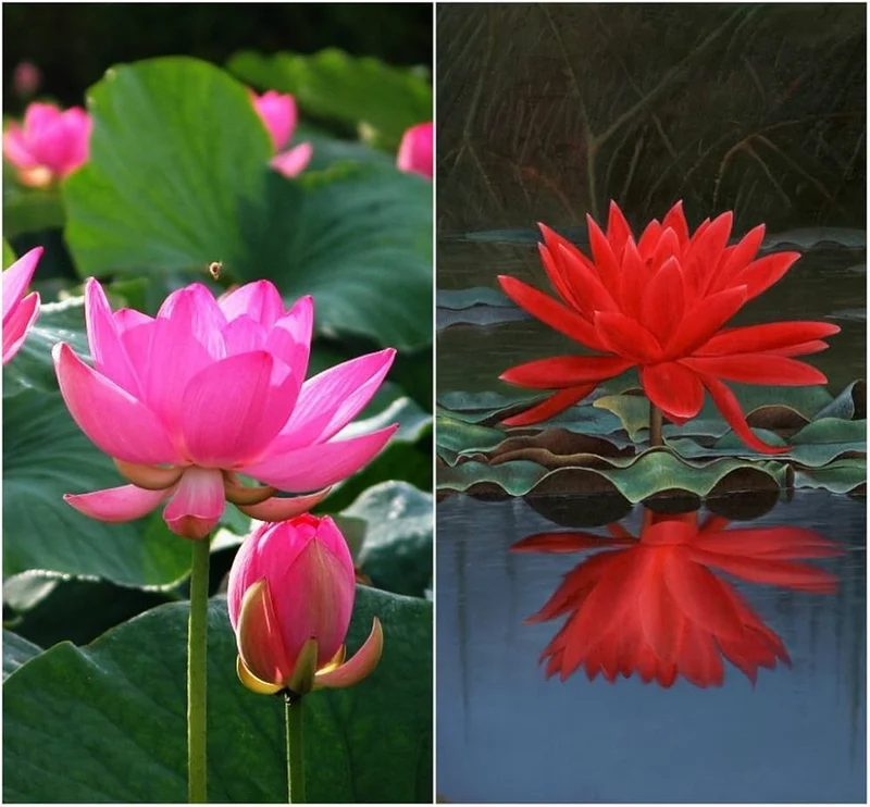 Red Lotus Seeds – Aquatic Water Garden Flower Plant