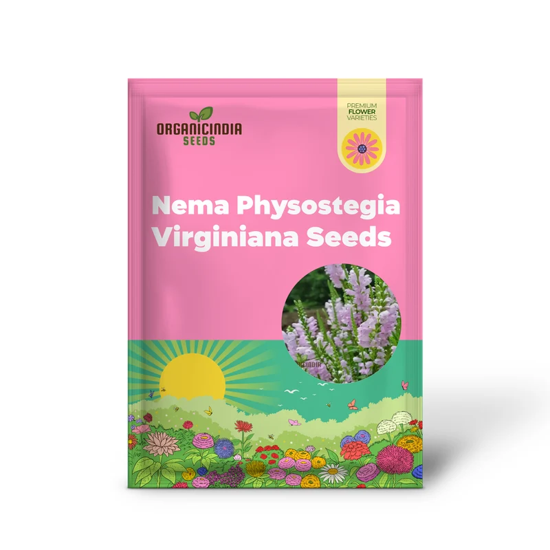 Nema Physostegia Virginiana Seeds, Beautiful Purple Obedient Plant Flower Seeds for Gardening