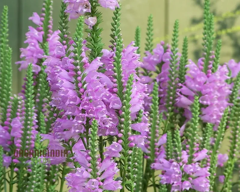 Nema Physostegia Virginiana Seeds, Beautiful Purple Obedient Plant Flower Seeds for Gardening