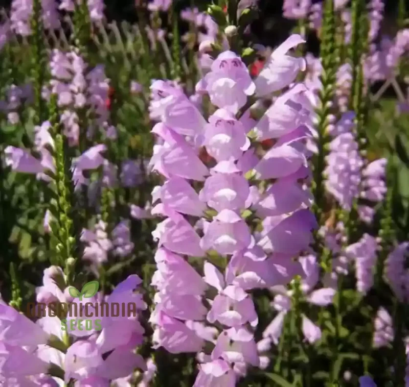 Nema Physostegia Virginiana Seeds, Beautiful Purple Obedient Plant Flower Seeds for Gardening