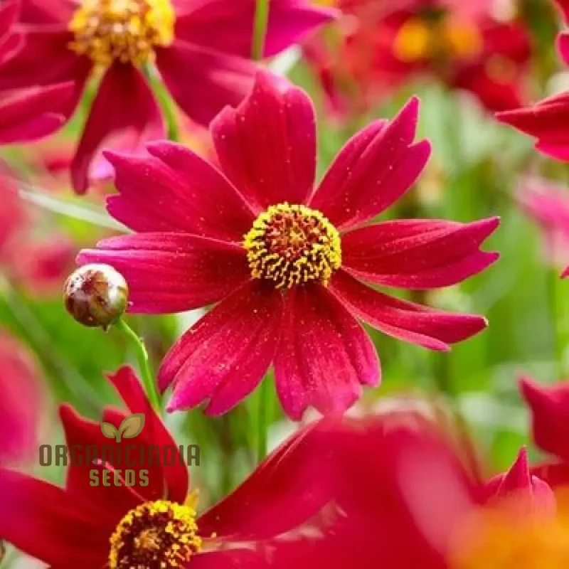 Coreopsis Red Flower Seeds for Planting, A Complete Guide to Growing Vibrant Red Coreopsis Blooms