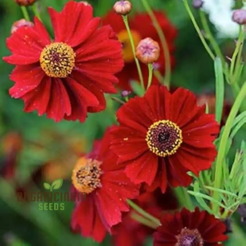 Coreopsis Red Flower Seeds for Planting, A Complete Guide to Growing Vibrant Red Coreopsis Blooms