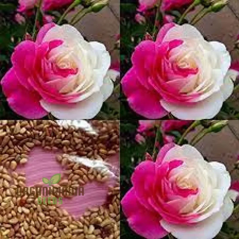 Pink & White Rose Seeds – Dual Color Garden Flowers
