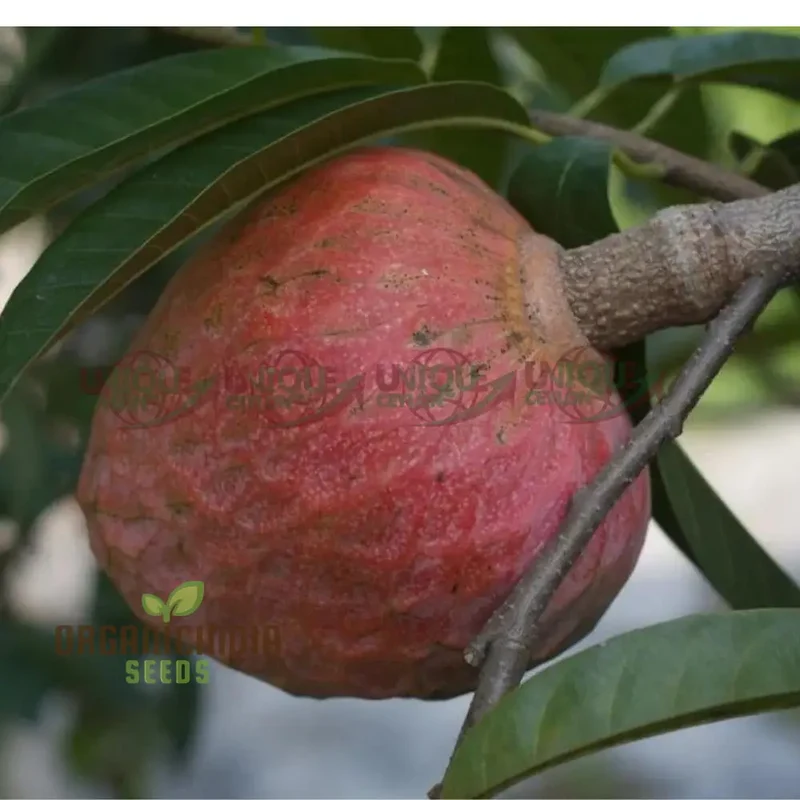 Mandarin Orange Dwarf Fruit Seeds for Planting, Premium Seeds for Growing Delicious Citrus in Your Home Garden
