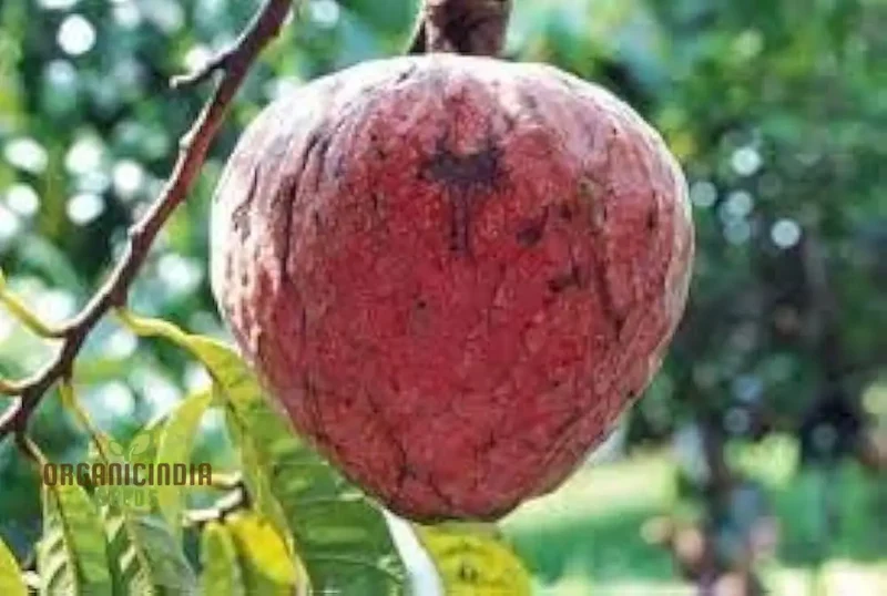 Mandarin Orange Dwarf Fruit Seeds for Planting, Premium Seeds for Growing Delicious Citrus in Your Home Garden