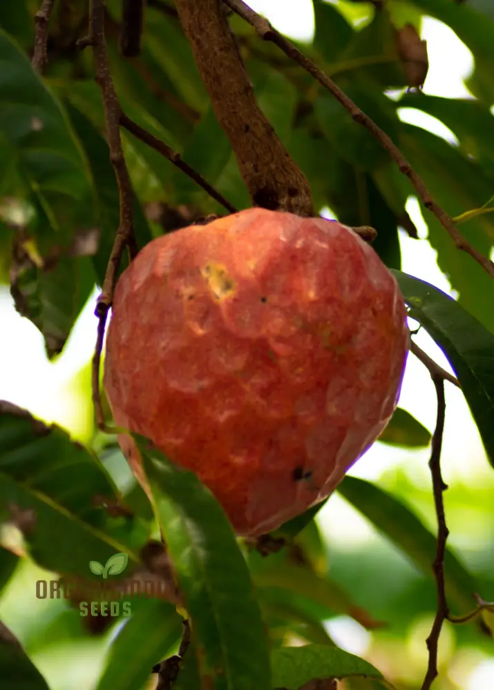 Mandarin Orange Dwarf Fruit Seeds for Planting, Premium Seeds for Growing Delicious Citrus in Your Home Garden