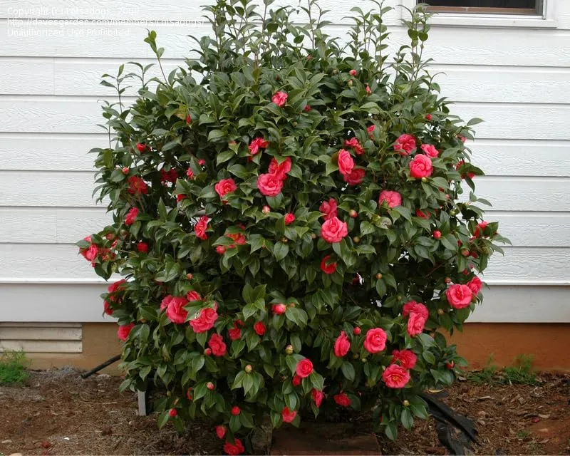 Camellia Seeds (Red Camellia Japonica Seeds) - All Season Blooms for Gardens