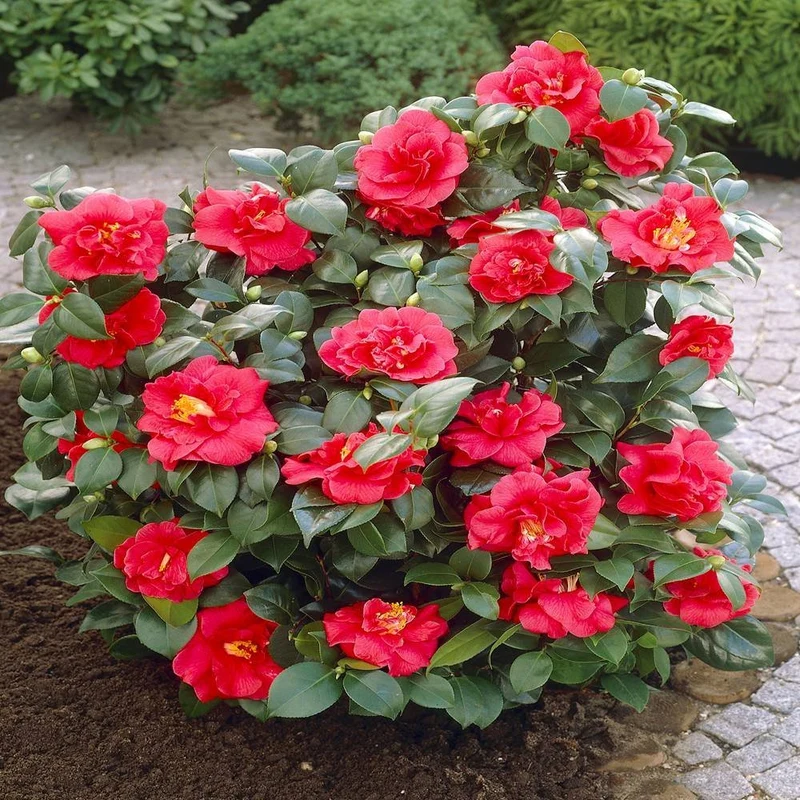 Camellia Seeds (Red Camellia Japonica Seeds) - All Season Blooms for Gardens