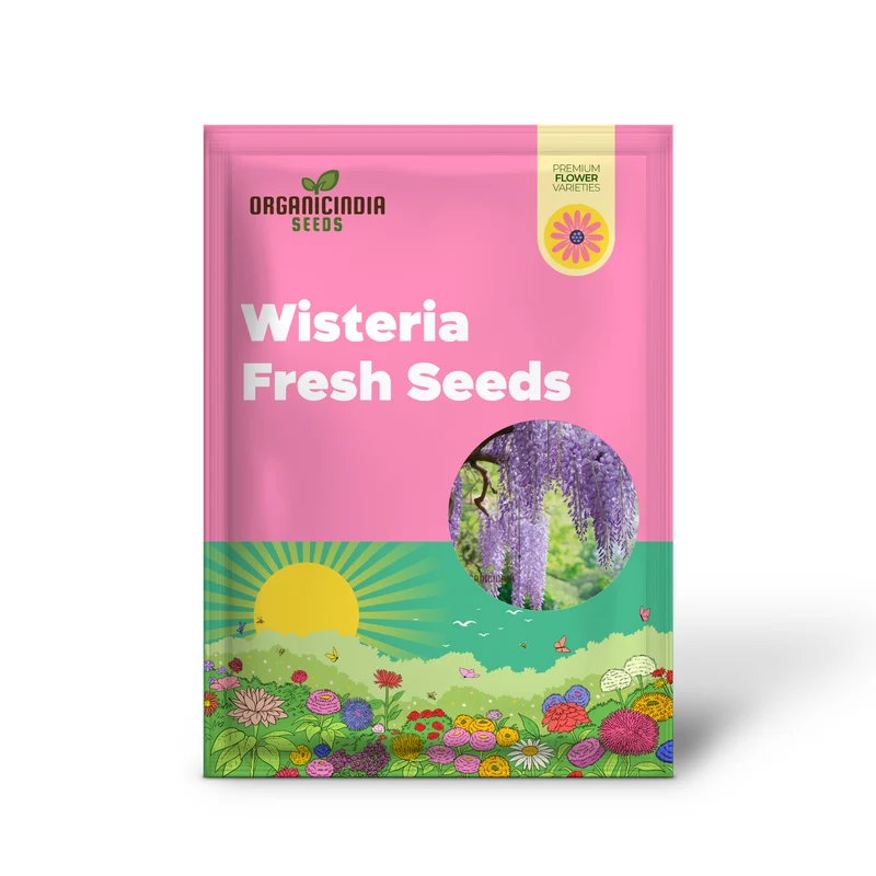 Purple Wisteria Fresh Seeds for Gardening Enthusiasts, Wisteria sinensis Vine Seeds