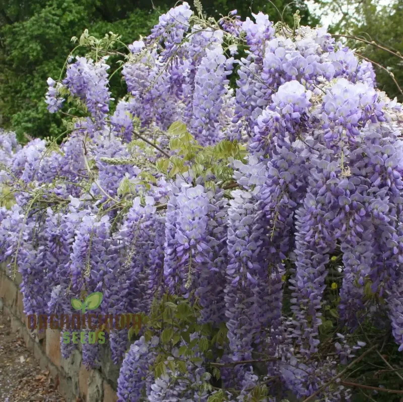 Purple Wisteria Fresh Seeds for Gardening Enthusiasts, Wisteria sinensis Vine Seeds
