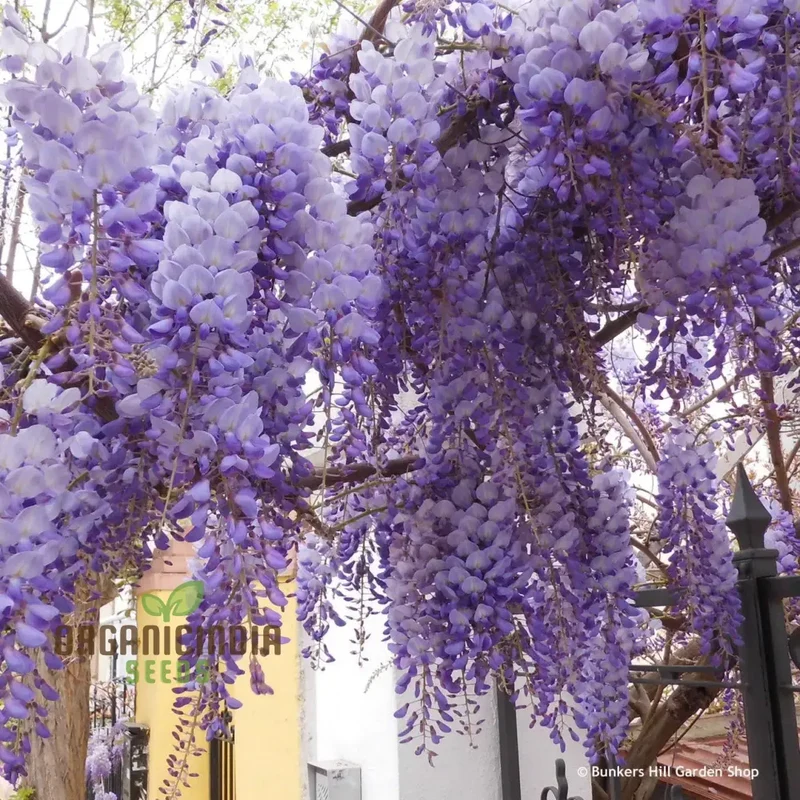 Purple Wisteria Fresh Seeds for Gardening Enthusiasts, Wisteria sinensis Vine Seeds