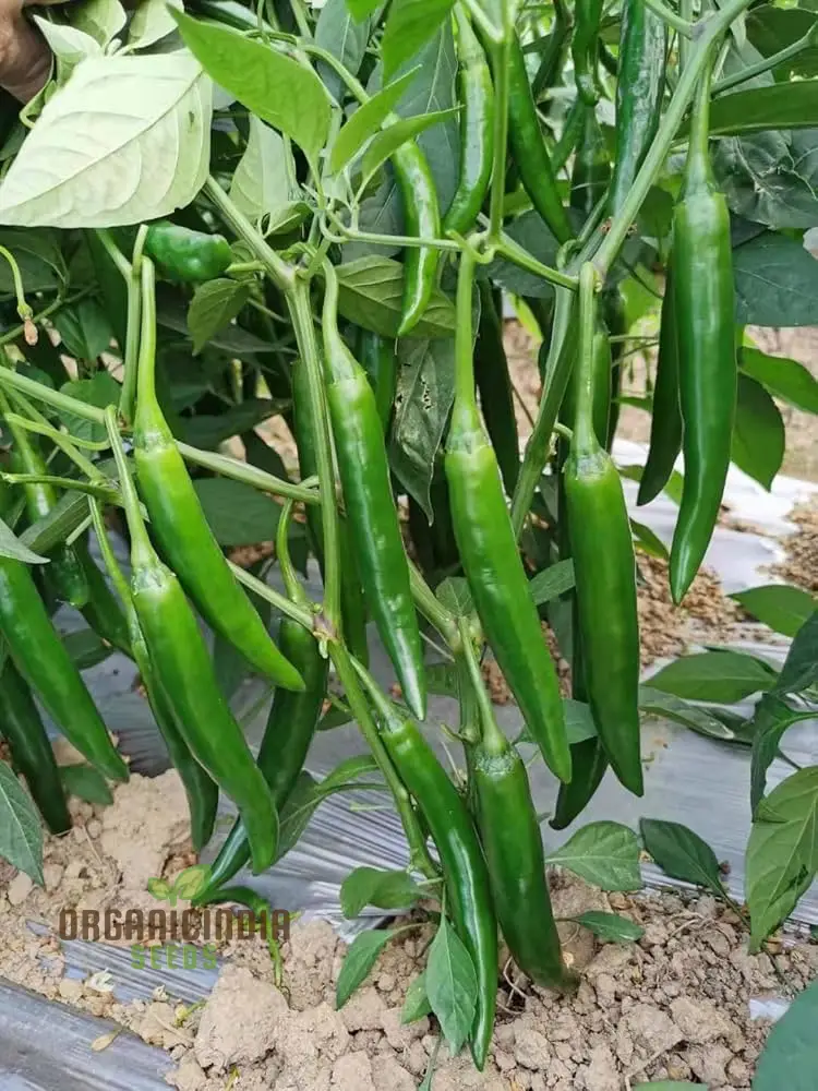 7 Variety Combo Pepper Seeds, 50+ Vegetable Seeds for Planting and Growing a Flavorful Pepper Garden