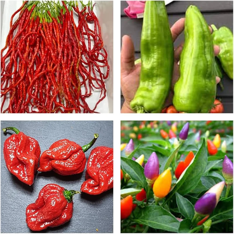 7 Variety Combo Pepper Seeds, 50+ Vegetable Seeds for Planting and Growing a Flavorful Pepper Garden