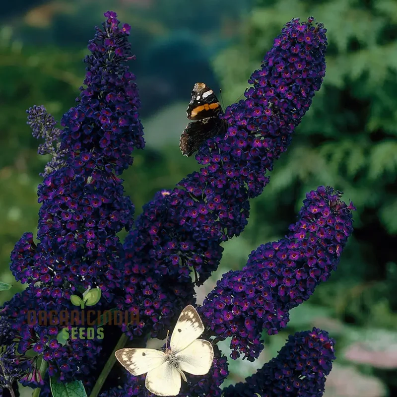Buddleia Black Knight Butterfly Bush Flower Seeds for Planting