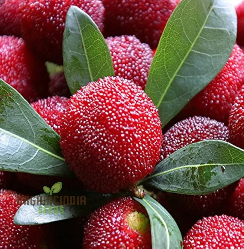 Nema Gale Fruit Seeds for Planting, High Quality Fruit Seeds, Grow Your Own Gale Seeds and Best Gardening