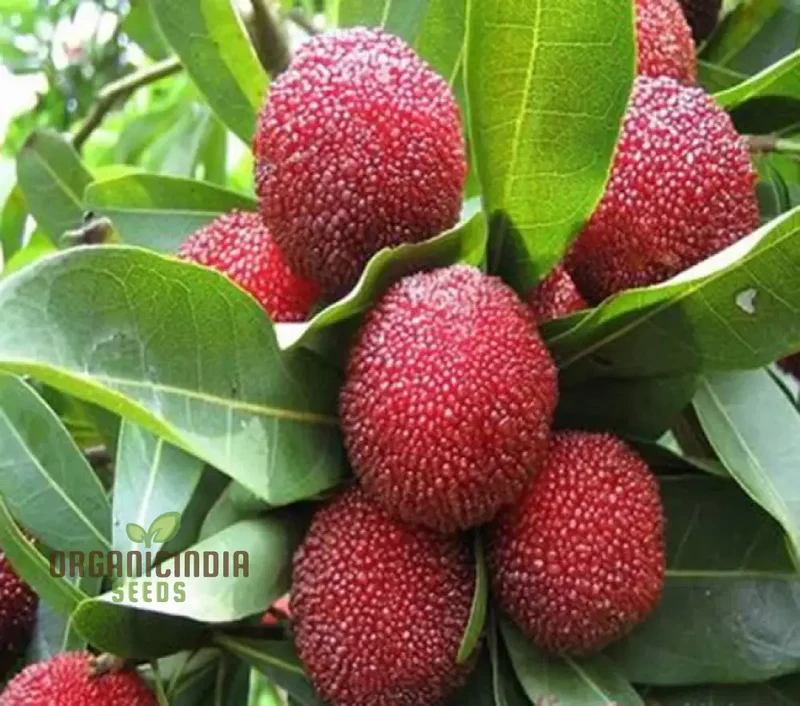 Nema Gale Fruit Seeds for Planting, High Quality Fruit Seeds, Grow Your Own Gale Seeds and Best Gardening