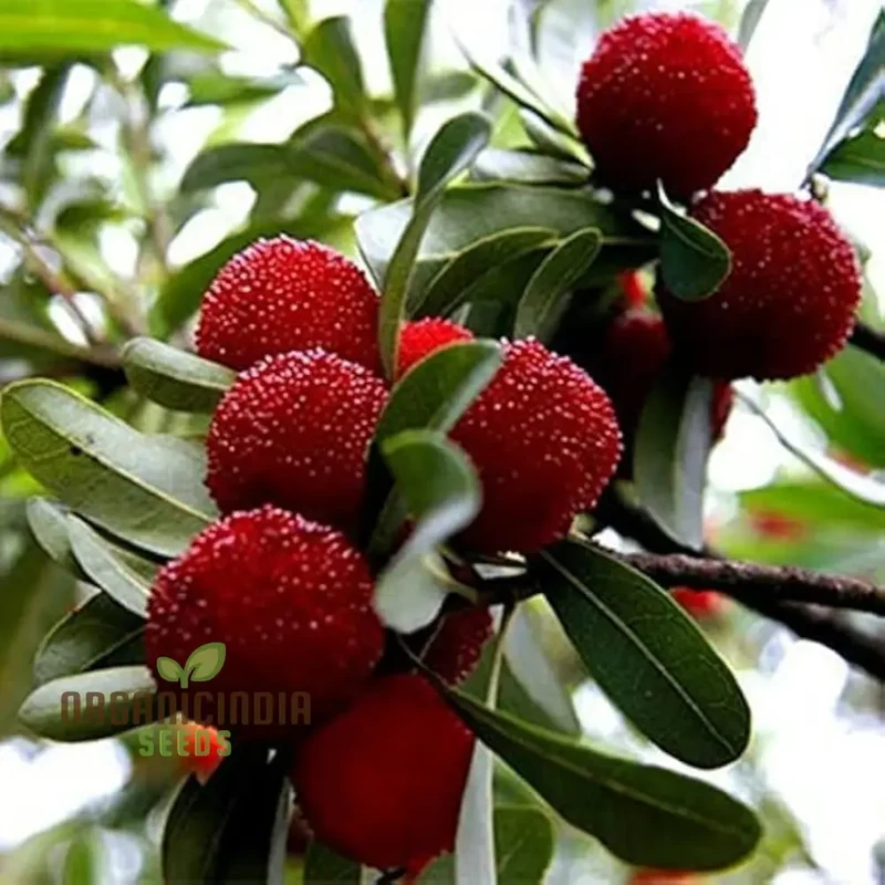 Nema Gale Fruit Seeds for Planting, High Quality Fruit Seeds, Grow Your Own Gale Seeds and Best Gardening
