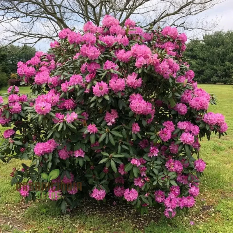 Rhododendron Sweetheart Tree Seeds for Planting, A Comprehensive Guide for Cultivating Stunning Blossoms
