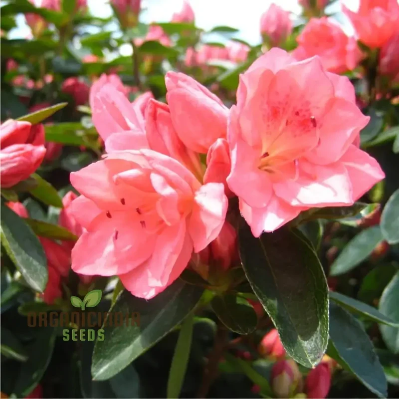 Rhododendron Sweetheart Tree Seeds for Planting, A Comprehensive Guide for Cultivating Stunning Blossoms