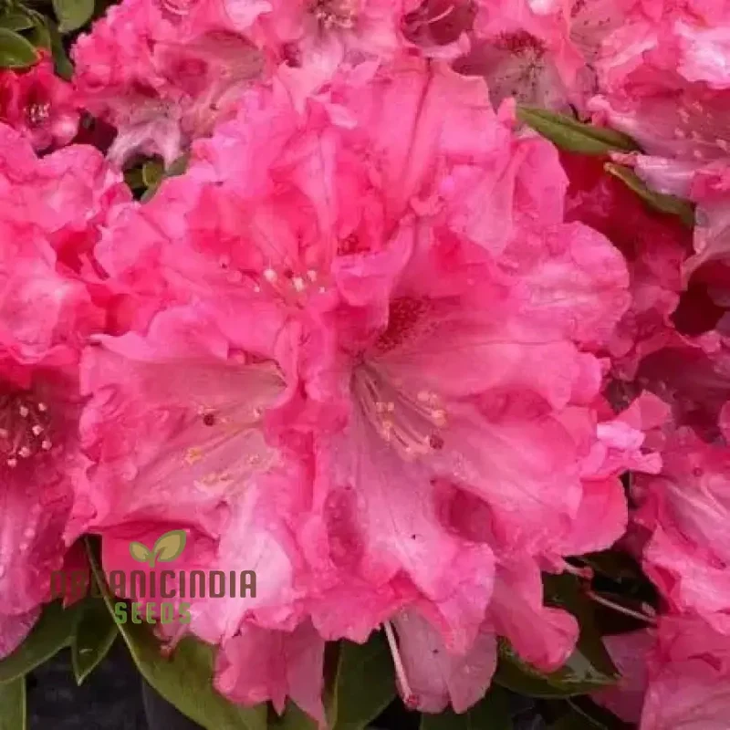 Rhododendron Sweetheart Tree Seeds for Planting, A Comprehensive Guide for Cultivating Stunning Blossoms