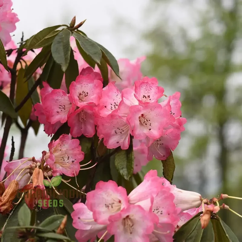 Rhododendron Sweetheart Tree Seeds for Planting, A Comprehensive Guide for Cultivating Stunning Blossoms