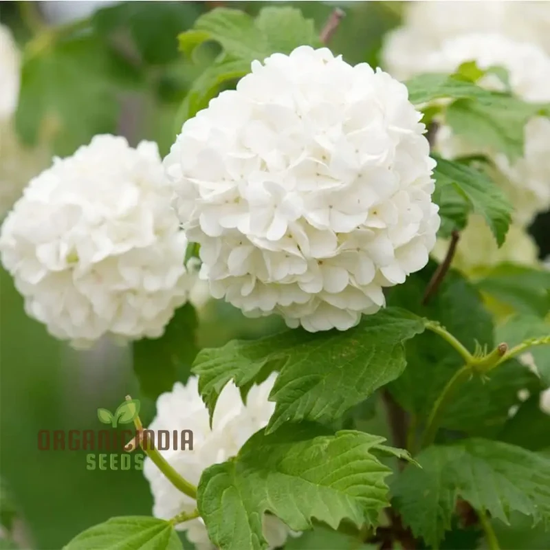 White Hydrangea Flower Seeds for Planting, Grow Stunning Hydrangea Planting Bonsai Your Garden, High-Quality Hydrangea Flower Seeds