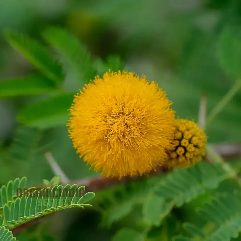 Acacia Farnesiana - Sweet Acacia Seeds for Planting, Fragrant Yellow Flowers