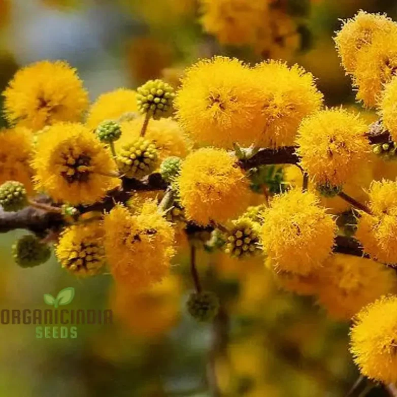 Acacia Farnesiana - Sweet Acacia Seeds for Planting, Fragrant Yellow Flowers