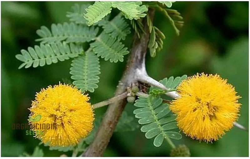 Acacia Farnesiana - Sweet Acacia Seeds for Planting, Fragrant Yellow Flowers